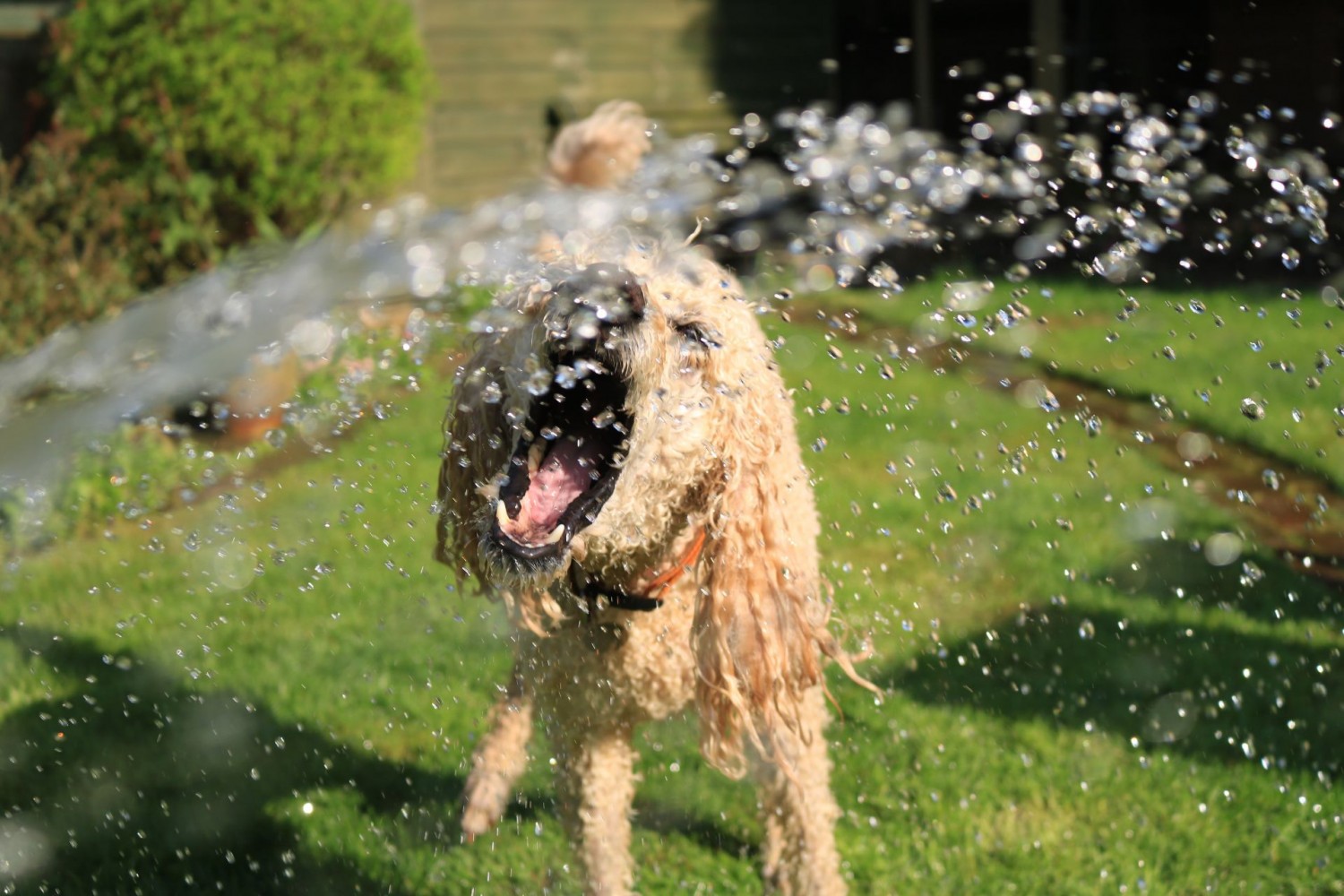 8 tipp, hogyan hűtsük kutyánkat a nagy forróságban