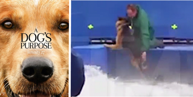 ELKÉPESZTŐ! Egy kutya négy élete című film premierjét lefújták állatkínzás miatt!