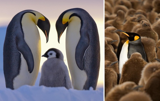 Pingvinek csodálatos világa