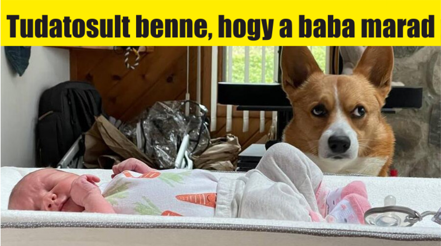 15+kép arról, hogy mennyire nem hagynak minket unatkozni a kiskedvenceink
