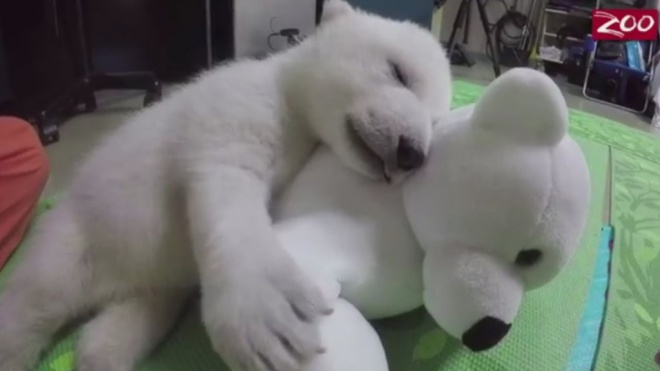 Egy jegesmedvebocs 83 napja egy videóban