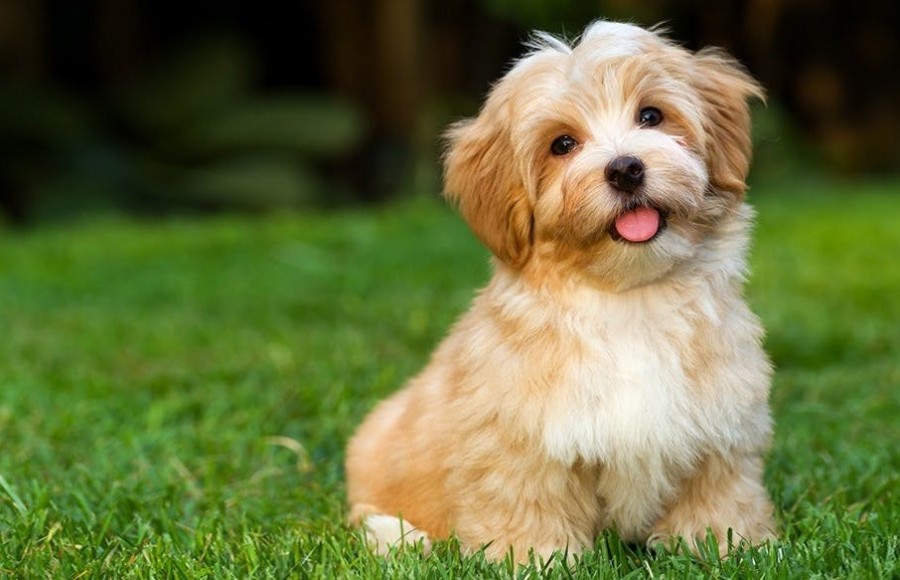 Ha a kutyád a 9 dolog közül bármelyiket csinálja, azt jelenti, hogy „Szeretlek” 