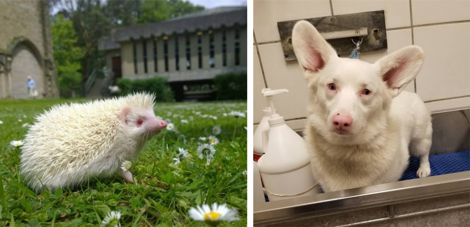 15 albínó állat akik azért születtek erre a világra, hogy mindenki gyönyörködhessen bennük!