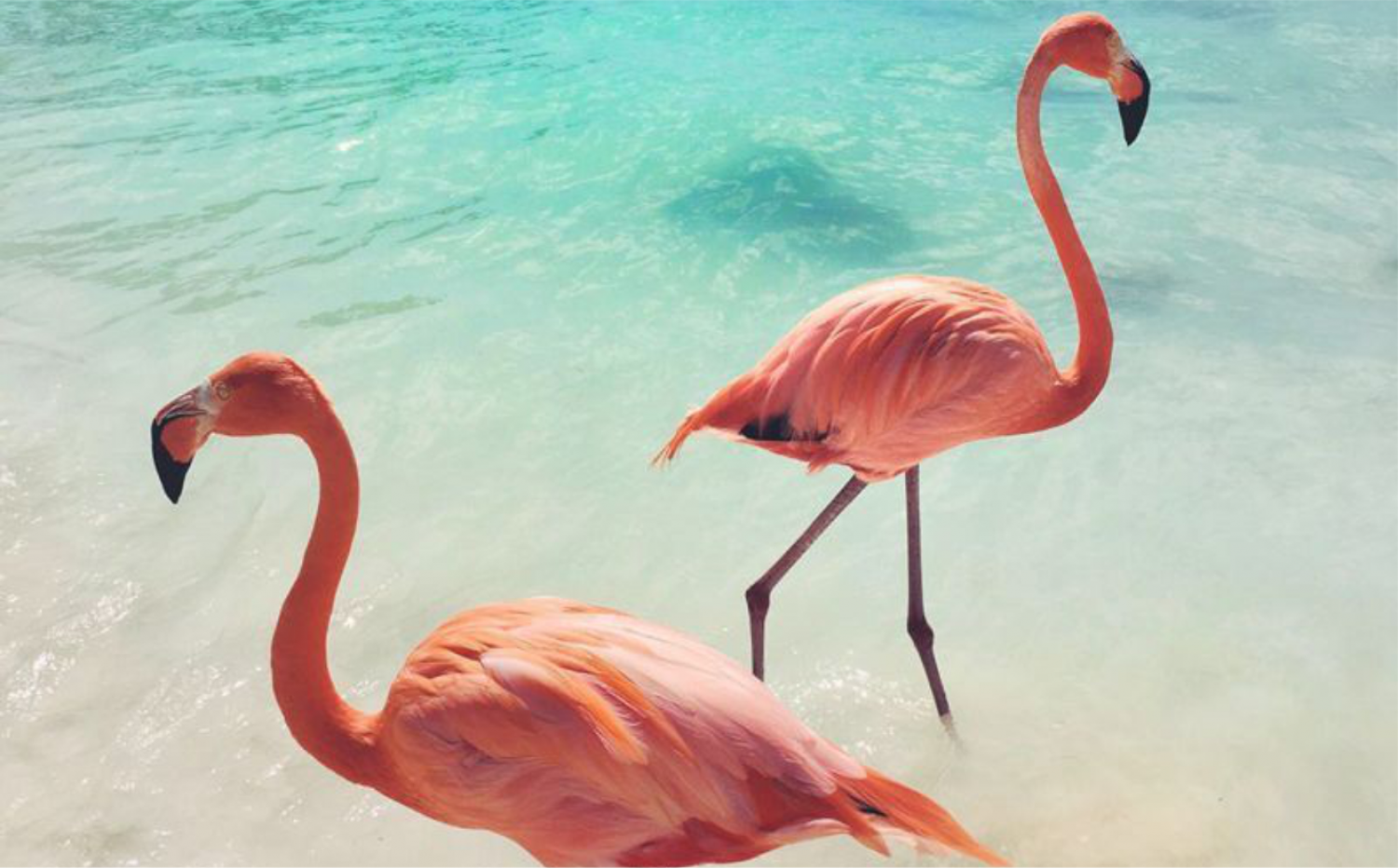 Erős barátságokat kötnek egymással a flamingók