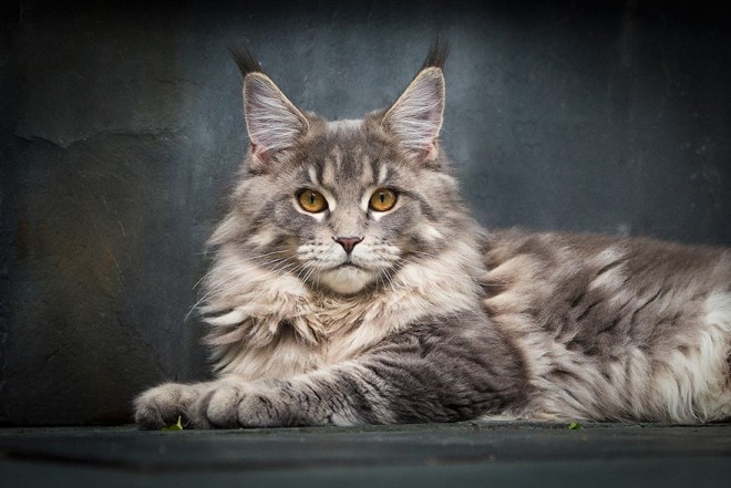 Elképesztő fotósorozat készült Maine Coon macskákról