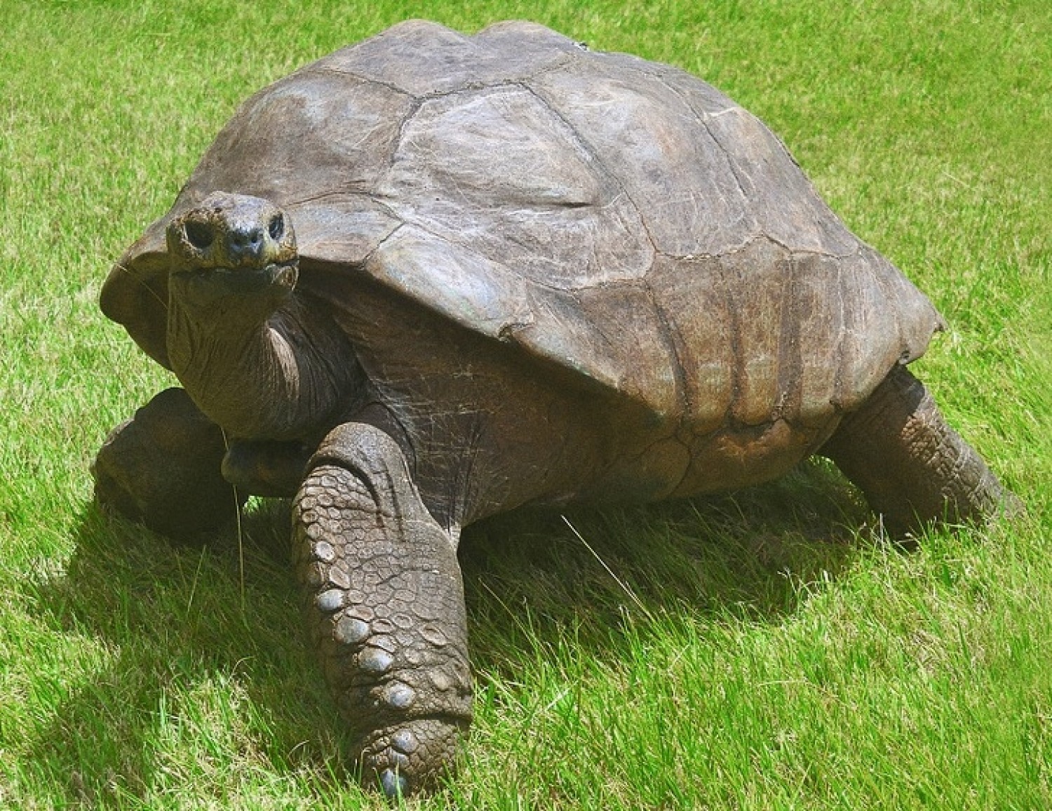 Ismerd meg Jonathant, a több mint 180 éves teknőst!