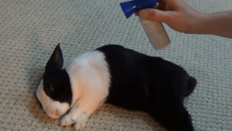 Videóra vette ahogy légkürttel ébreszt fel egy édes alvó nyuszikát! (VIDEÓ)