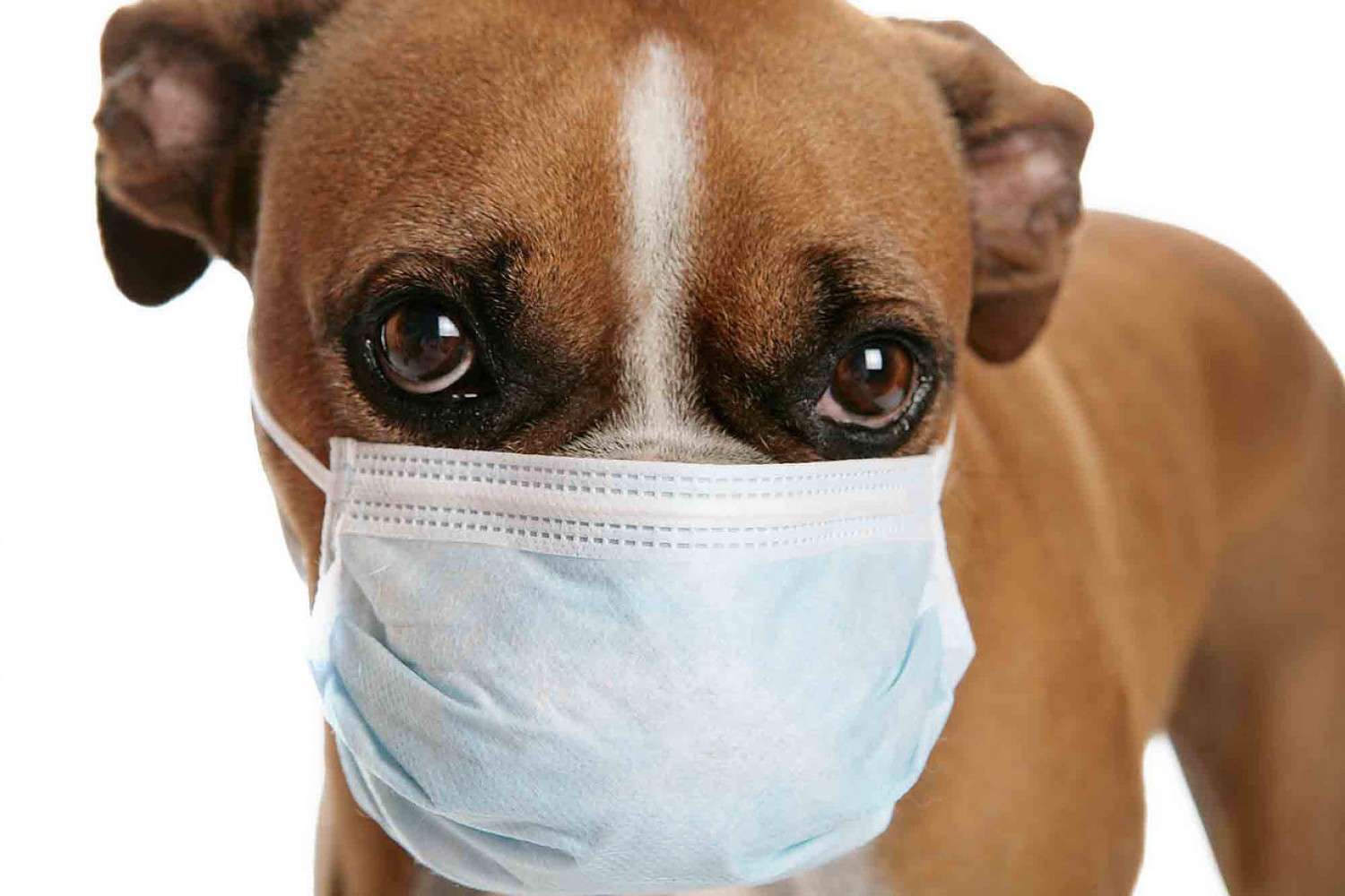 Veszélyben a kedvencünk! „Parazitajárvány” fenyegeti a kutyákat