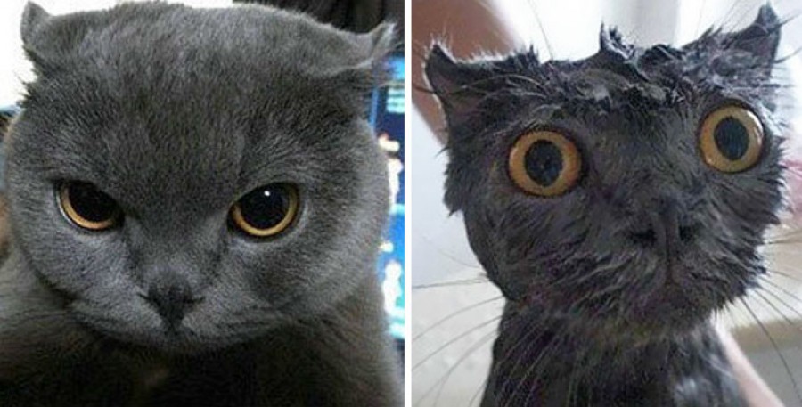 Ezeket a macskákat látnod kell! Cicák fürdés előtti és utáni fotói! 