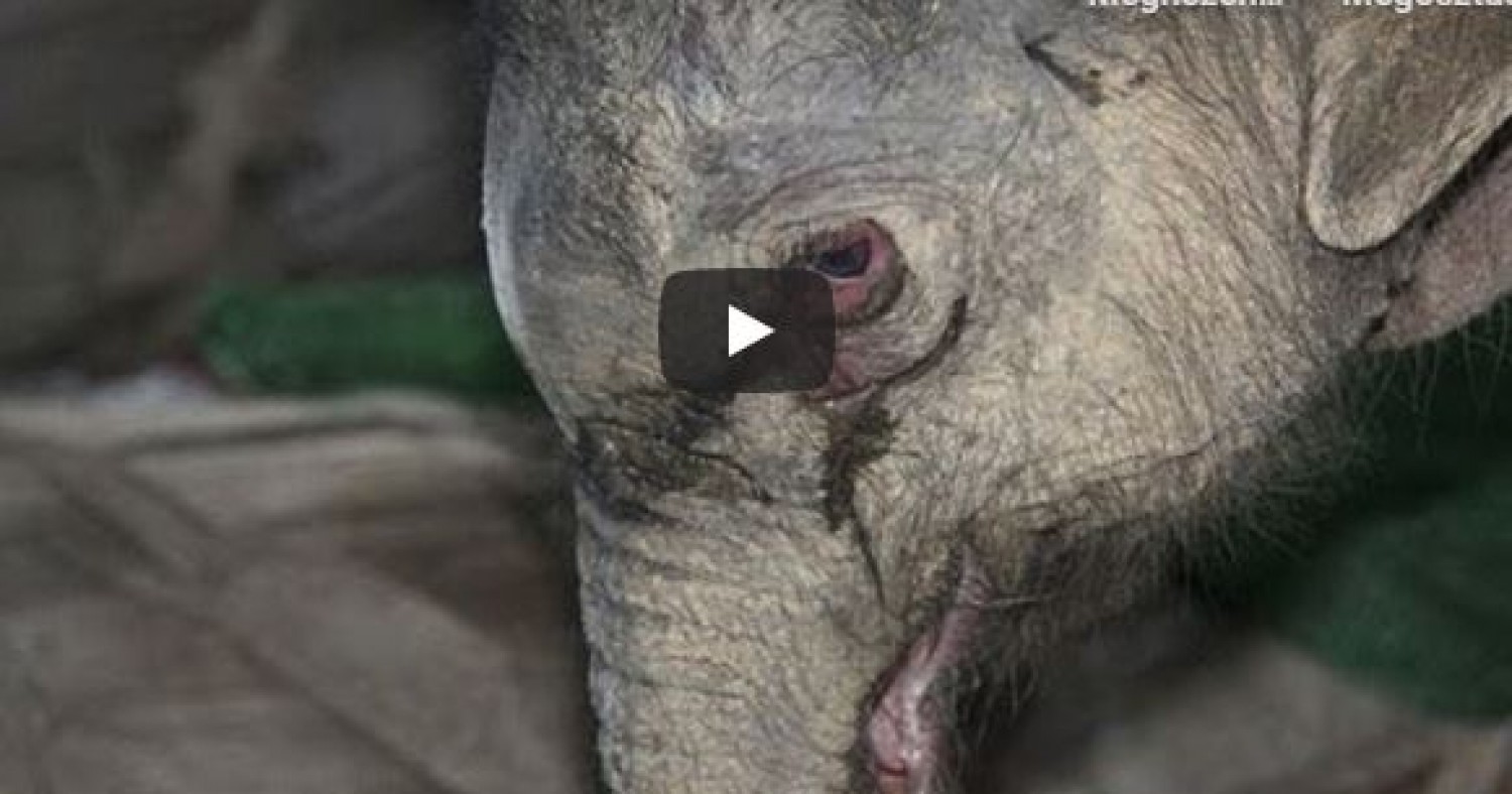 5 órán keresztül sírt a kiselefánt, miután az anya eltaszította magától