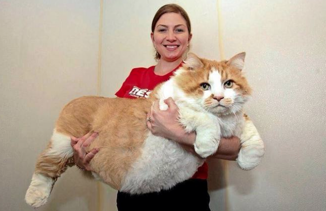 9 Gigantikus méretű macska