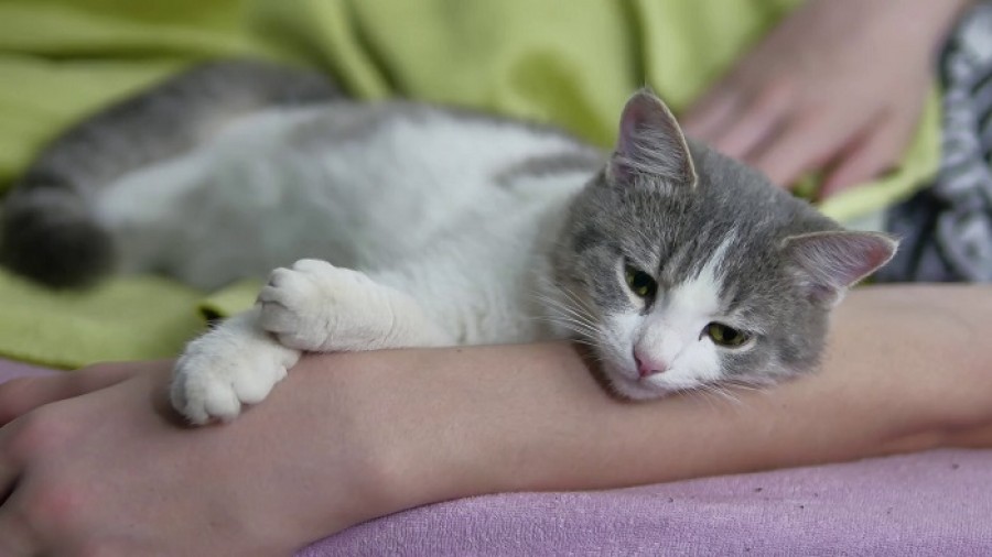 Együtt alszol a macskáddal? Ha igen, ezekről a dolgokról feltétlenül tudnod kell!