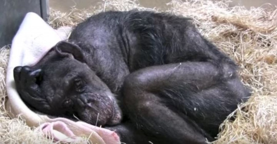 A haldokló csimpánz már elutasítja az ételt is, ám ekkor meghallja gondozója hangját...