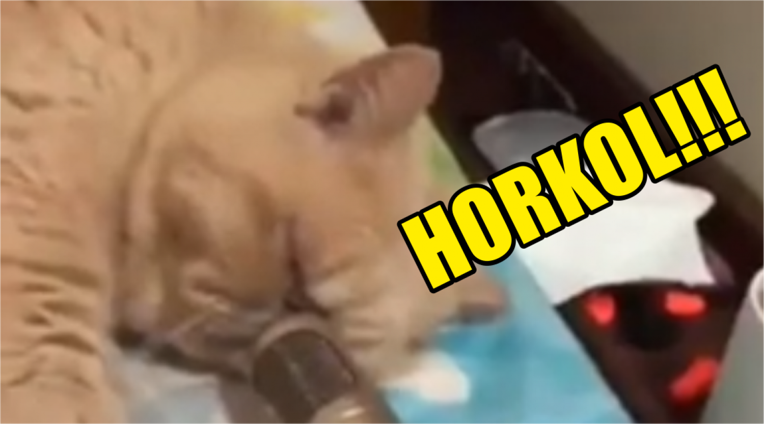 NAPI CUKISÁG: Ez a cica mikrofonba horkol!