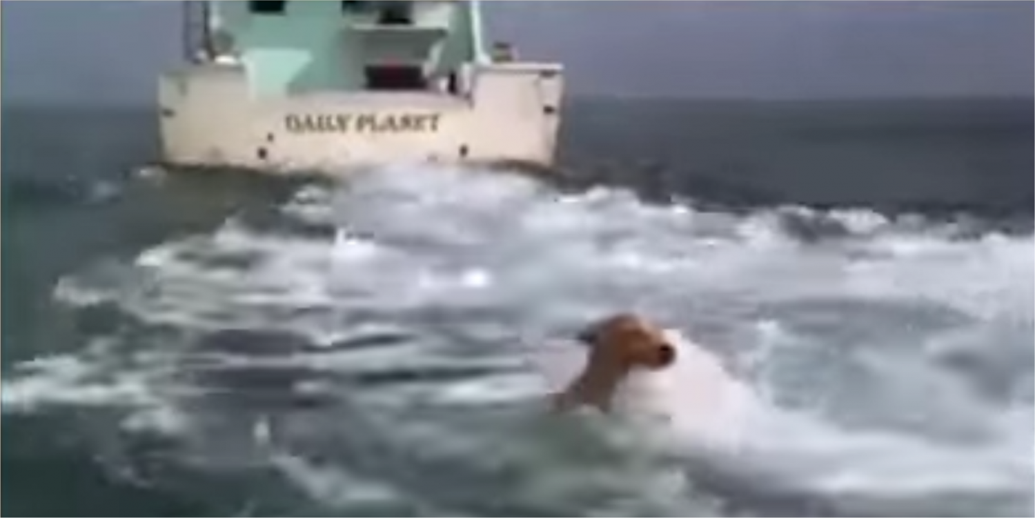 Ez a kutyus beleesett az óceánba, hihetetlen ami utána történt