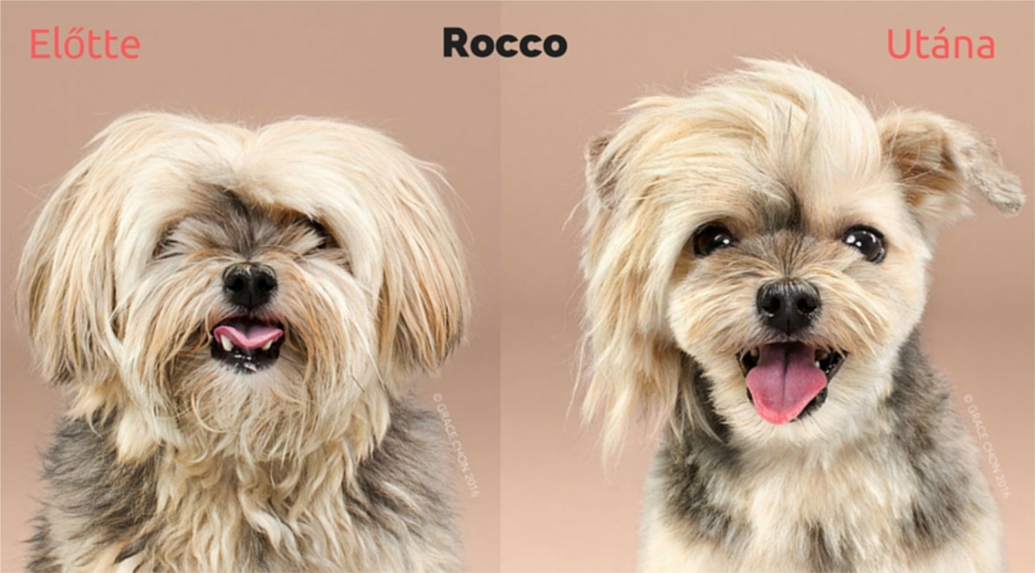 Fotók 8 cuki kutyusról, kozmetika előtt és után 
