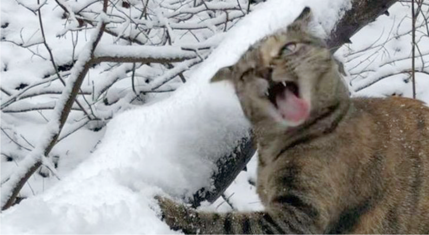 15 cuki kép, ami megmutatja az állatok hozzáállását a hóhoz