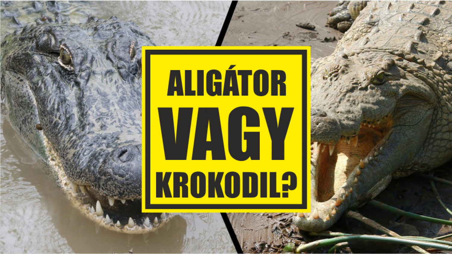 Krokodil vagy aligátor?