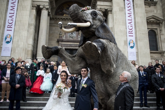A Valentin-napon egybekelt artista párt egy elefánt várta a bazilikánál