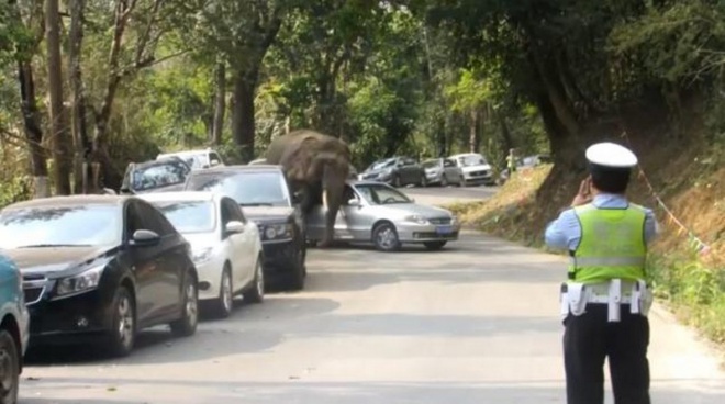 Parkoló autókra támadt egy elefánt Kínában