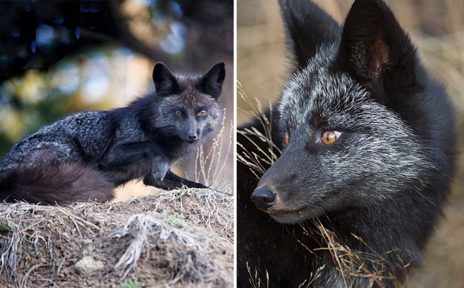 Elképesztő fotók készültek ritka fekete rókákról