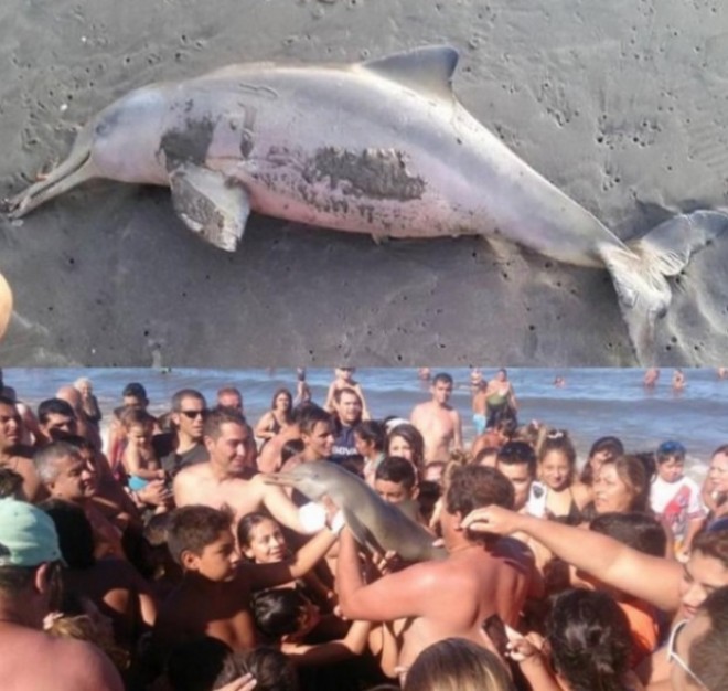 Elpusztult a partra vetődött delfin mert segítség helyett szelfizgettek vele