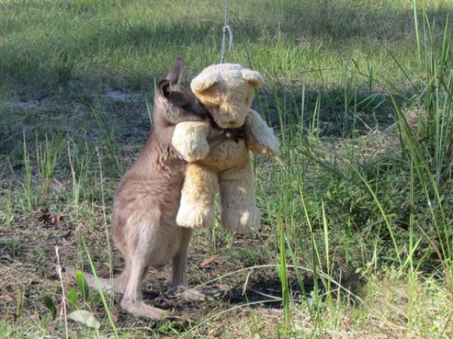 Egy kengurubébi, akinek mindene a plüssmacija