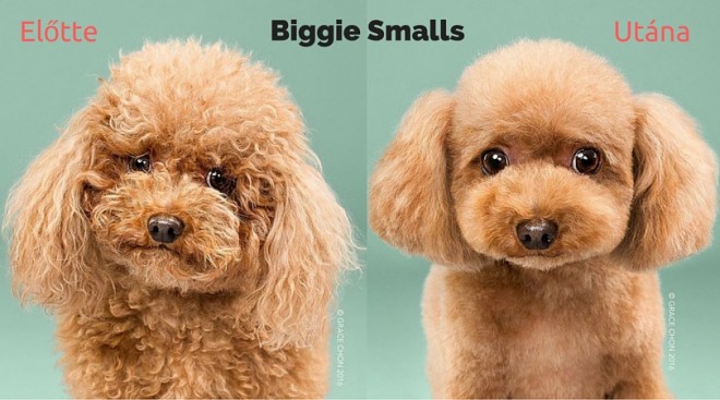 8 cuki kutya fotó kutyakozmetika előtt és után