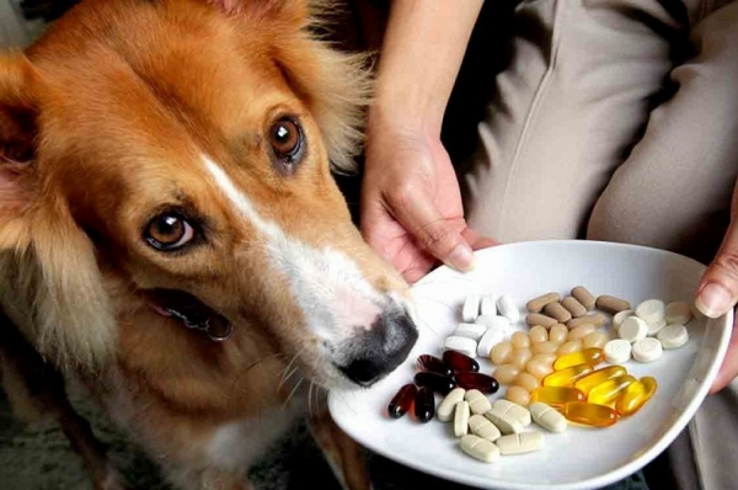 Neked gyógyszer, a kutyának méreg: gyógyszerek, melyeket sose adj neki a házi patikádból