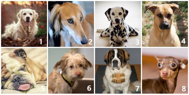 A 8 kutyából melyiket vinnéd haza legszívesebben? Sokat elárul a személyiségedről!
