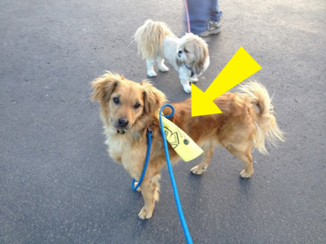 Fontos tudni mit jelent a kutyák pórázára kötött sárga szalag