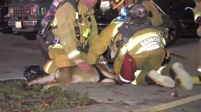 Bátor tűzoltók mentettek ki egy kutyát a lángok közül