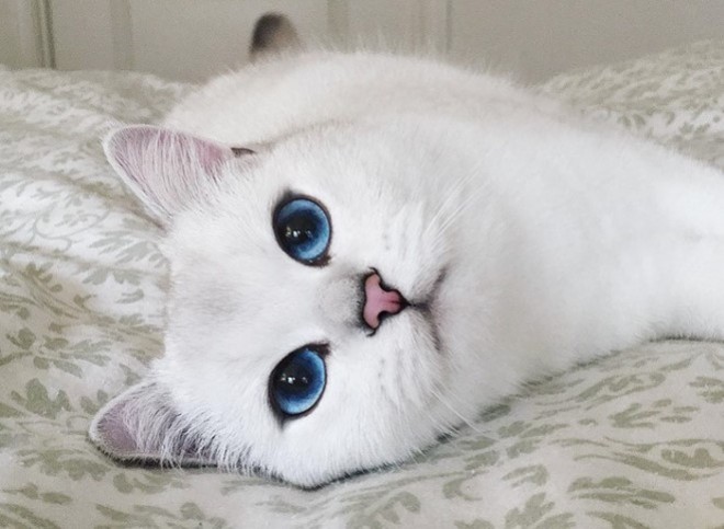 Ebbe a hihetetlenül gyönyörű szemű cicába te is azonnal beleszeretsz