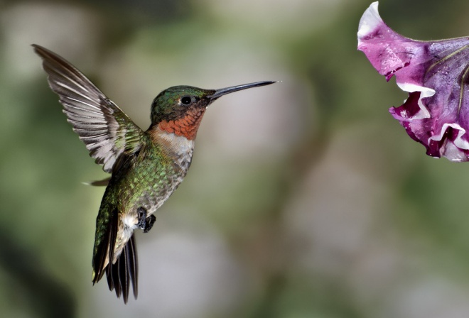 A tüzestorkú kolibrik megállás nélkül akár több mint kétezer kilométert is képesek repülni