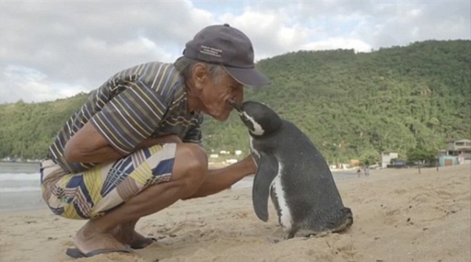 Egy pingvin több ezer kilómétert tesz meg, hogy láthassa megmentőjét