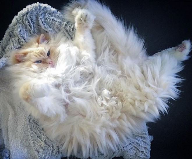 Egy selymes bundájú cica, aki úgy néz ki mint egy hatalmas felhő