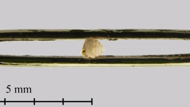A világ legkisebb szárazföldi csigáját egy magyar fedezte fel