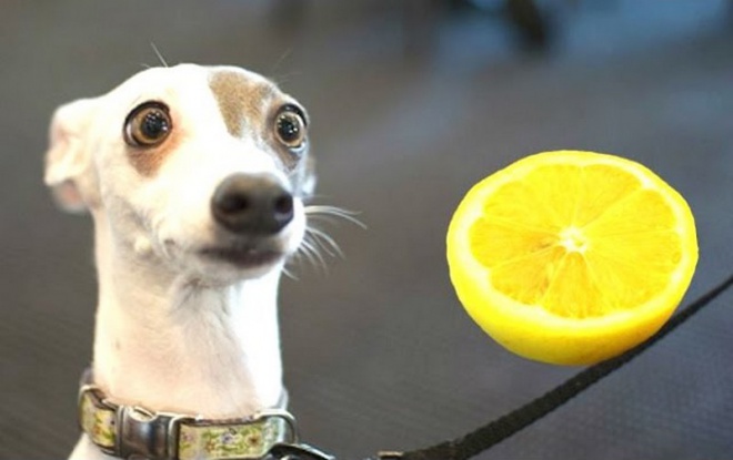 Elképesztően cuki videó citromot kóstoló kutyákról