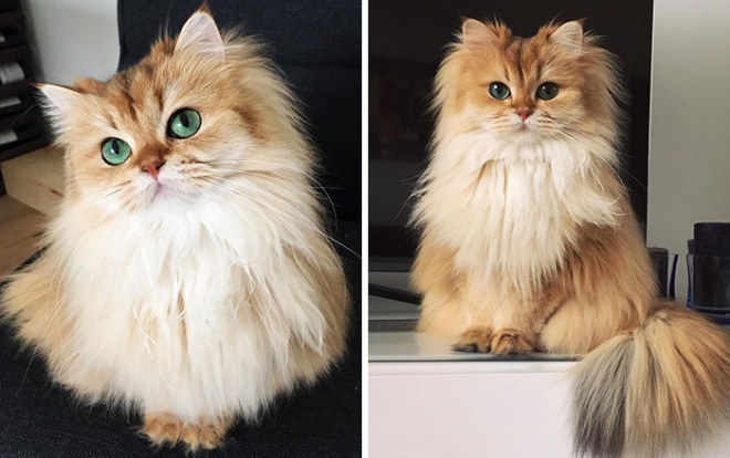 Smoothie, a világ legfotogénebb cicája