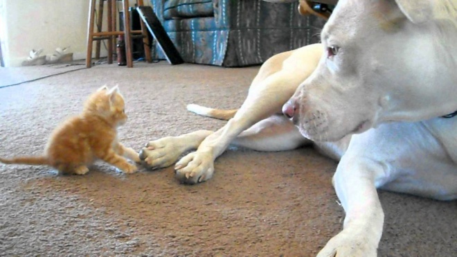 A nap videója: Apró cica próbál játszani a hatalmas pitbullal
