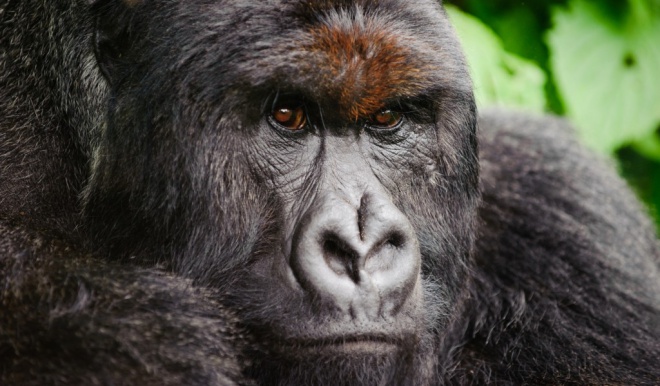 A szülők felelőségét vizsgálják a lelőtt gorilla ügyében