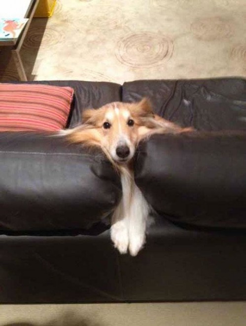  Kutyusok akiknek fogalmuk sincs, hogy mire való a kanapé