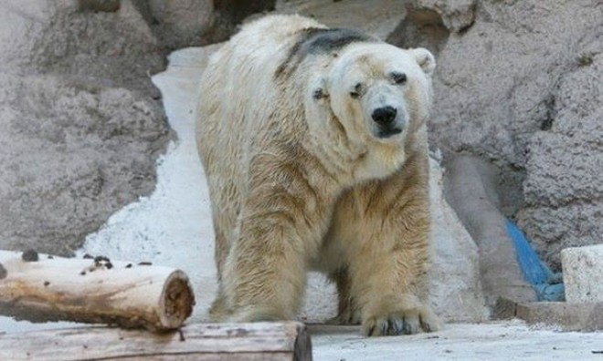 A világ legszomorúbb jegesmedvéje 22 évnyi rabság után elhunyt