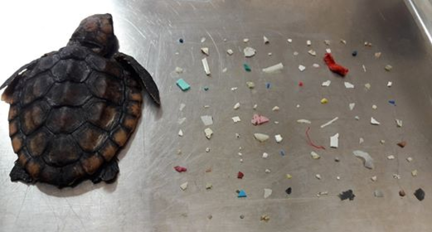 Ez a teknős 104 műanyagdarabot nyelt le, sajnos nem élte túl.