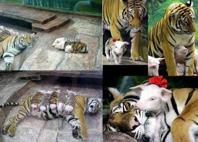 Különleges malackák, akiknek egy tigris az anyjuk!