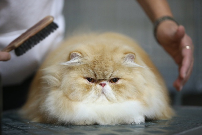 Macskakozmetika hosszú szőrű és perzsa cicáknak