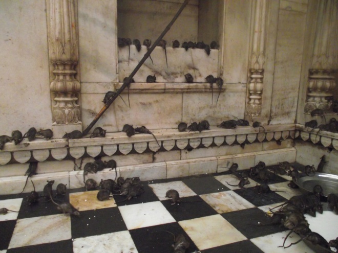Karni Mata - a patkányok temploma