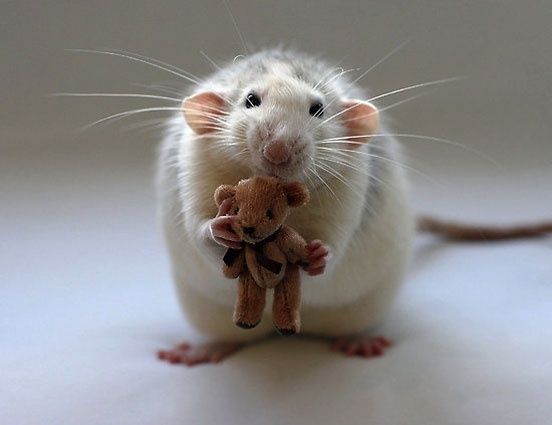 15 cuki kép patkányokról