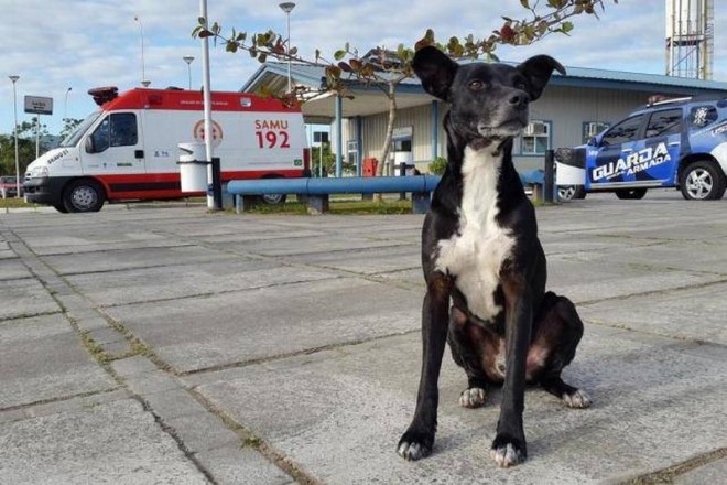 A hűséges kutyus 8 hónapja várja gazdáját a kórház előtt