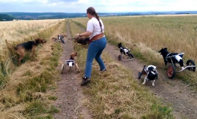 Megható videó kerekesszékes kutyusok önfeledt játékáról